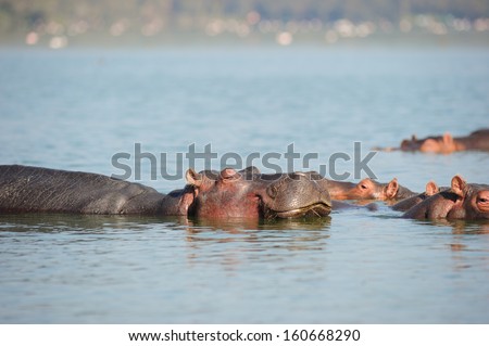 hippo family in the morning light of kenya