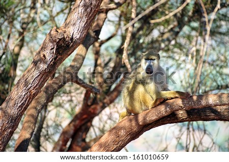 monkey on a tree in search of fruits