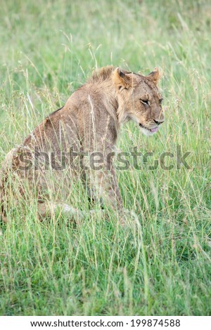 lion the king in the savannah of africa