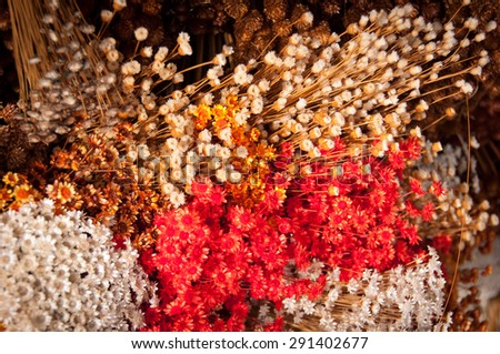 Various Dried and Colored Plants and Flowers for Home Decoration, Sold in the Street Market in Brasilia City, Brazil