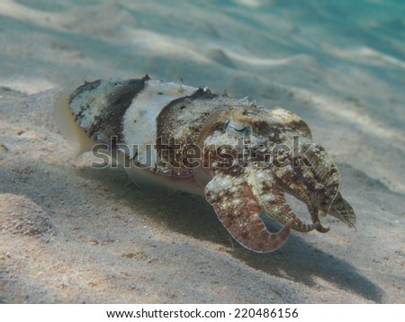 Pharaoh cuttlefish (Sepia pharaonis) swimming over sand sea bottom underwater