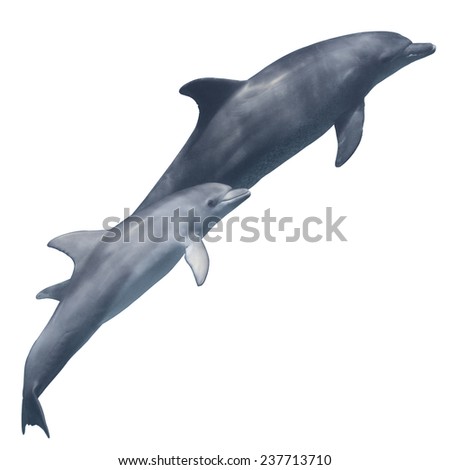 Cute baby dolphin with mother isolated on the white background