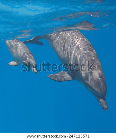 Baby bottlenose dolphin swimming underwater with mother