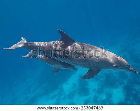 Two dolphins (parent and baby) swimming in the tropical ocean underwater