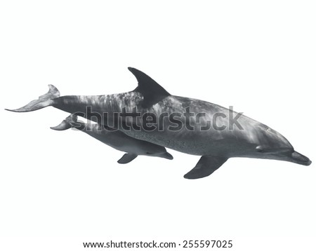 Two swimming dolphins (mother and baby) isolated on white background