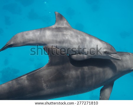 Baby dolphin playing with mother in the blue tropical sea closeup