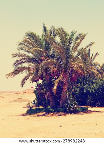 Vintage desert oasis background, retro instagram style filtered