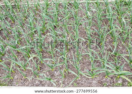 Young gourmet, stiff-neck Garlic growing in a raised bed in mid spring