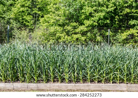A bed of gourmet hard-neck, or stiff-neck garlic in late spring