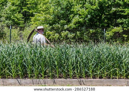 A farmer with a scythe walking behind a bed of garlic