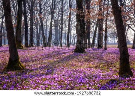 Image, Stock Photo Purple crocuses / Spring fever