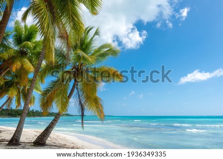 Amazing tropical paradise beach with white sand, coconut palm, sea and blue sky, outdoor travel background, summer holiday concept, natural wallpaper. Caribbean, Saona island, Dominican Republic