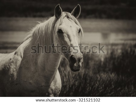 Light gray or white horse of Camargue, Bouches-du-rhone region, south France. Black and white photo