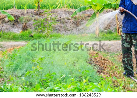 Gardener with watering hose and sprayer water on the vegetable.