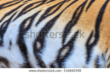 texture of asian tiger skin