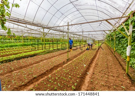 CAMERON HIGHLANDS, MALAYSIA - DECEMBER 20 : Farm workers work in vegetable plantation on Dec 20, 13 in Cameron Highlands, Malaysia. It is one of Malaysia\'s most popular tourist destinations.