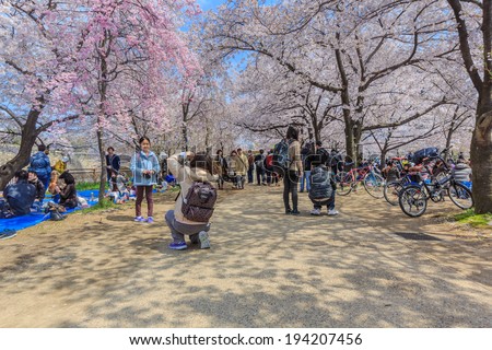 OSAKA - APRIL 5: Visitors enjoy cherry blossom on April 5, 2014 in Osaka Castle Park. It is a public urban park and historical site situated at Osaka.