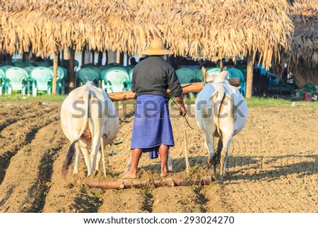 MANDALAY, MYANMAR - DEC 9: Farmer with cow plough his farm land on Dec 9, 2014 in Mandalay. The major agricultural product is rice, which covers about 60% of the country\'s total cultivated land area.
