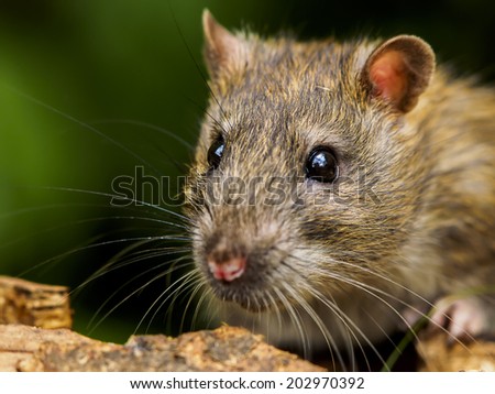 Portrait of a brown rat