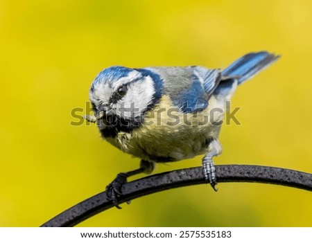 Similar – Image, Stock Photo A little blue tit hangs upside down on the branch of a green Japanese fan maple. The first still small leaves can be seen. Green, calm, natural background with lots of text space.