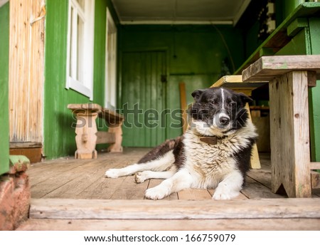 sad dog is missing alone, sitting on the porch of a country house