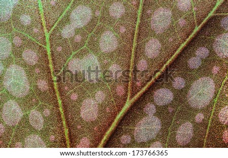 macro green leaf of Begonia \