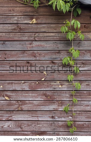 Clambering plant Parthenocissus (Virginia creeper) hangs vertically from the roof on a background of the old wall of wooden planks of the house