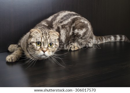 Scottish Fold cat is frightened huddled in a corner on a dark background, and prepared to attack
