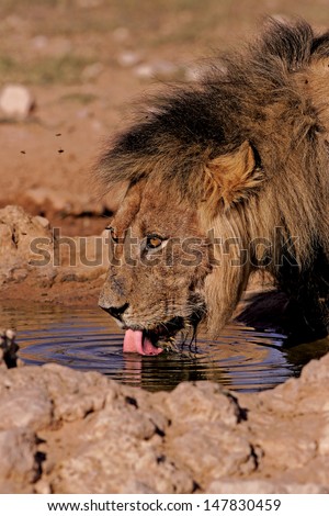 Male lion lapping water