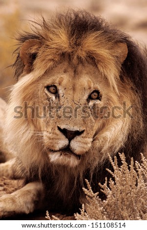 Male lion staring