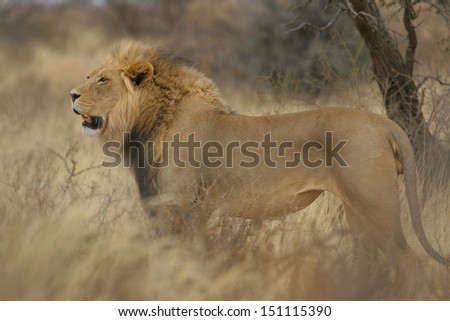Male lion stare