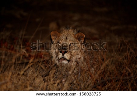 Young male lion in grass after dark