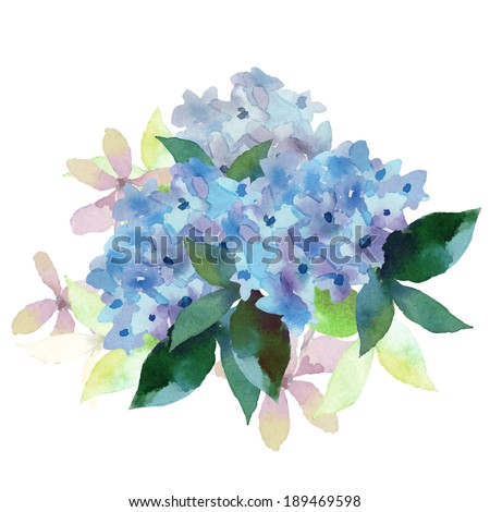 Watercolor style vector illustration of Hydrangea. Vector blue summer flowers isolated on a white background.