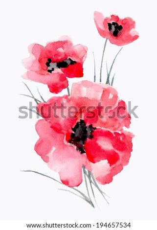 Red  poppy, watercolor painting. Vector flowers isolated on a white background.