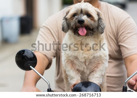 dog sitting on the bike going to travel