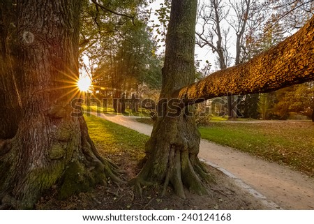 Sunset in forest with wide angle lens and sun star