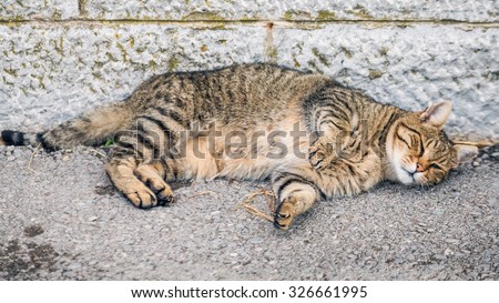 Big fat lazy cat sleeping outside.