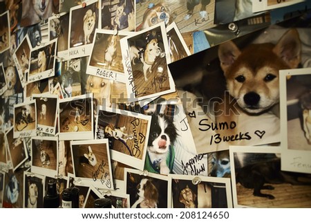 Boston, USA - December 07, 2013: pictures of dogs in pet shop. customers left a picture of a their beloved dog.