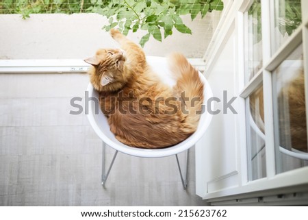 Maine-coon cat on white chair