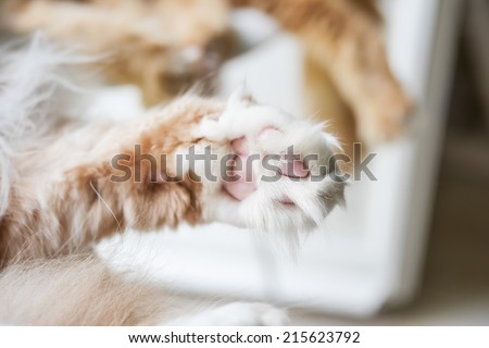 Maine-coon cat paw on white chair