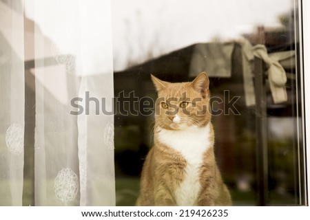 Ginger Cat looking outside window