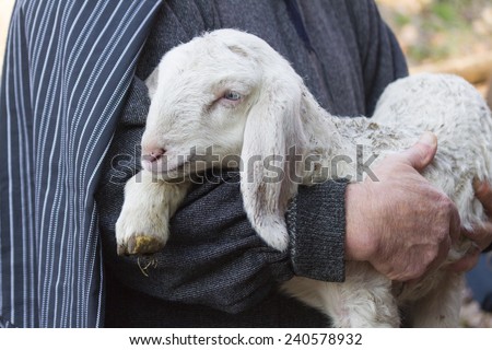 lamb with shepherd