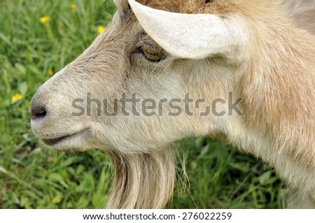 Goat in meadow. Goat grazing grass at the meadow. Goat on a summer pasture.