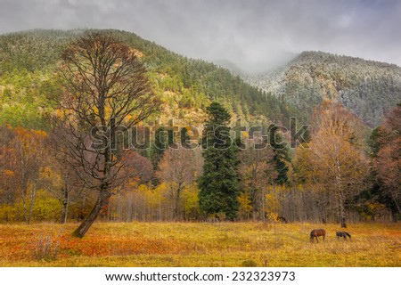 View to tree and horses near snow covered colorful foothills of caucasus mountains in autumn, Arkhyz, Karachay-Cherkessia, Russia