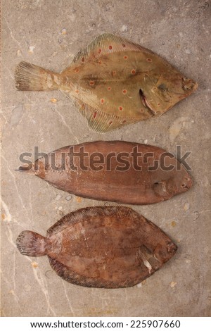 flat fish selection on marble background