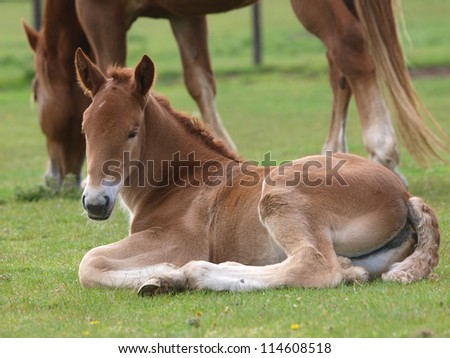 A Suffolk Punch foal lays down in the grass with his mother behind.