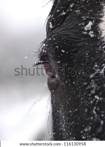 The side of the face of a black horse in the snow.