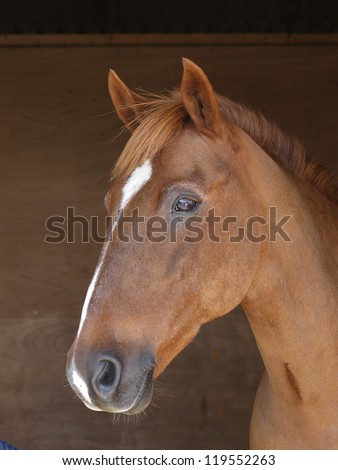 A head shot of a chestnut horse with a star and stripe.