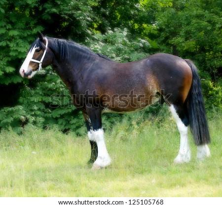 A Shire horse stands up in a paddock