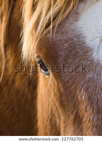 An abstract shot showing an eye and the side of the face of a chestnut horse.